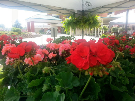 A vibrant display of red and pink geraniums in an outdoor garden setting.