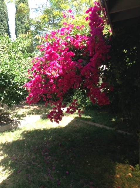A vibrant garden scene featuring blooming bougainvillea surrounded by lush greenery.