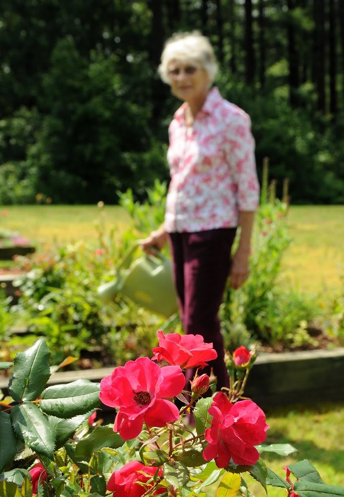 A woman tending to her garden, holding a watering can among vibrant flowers.