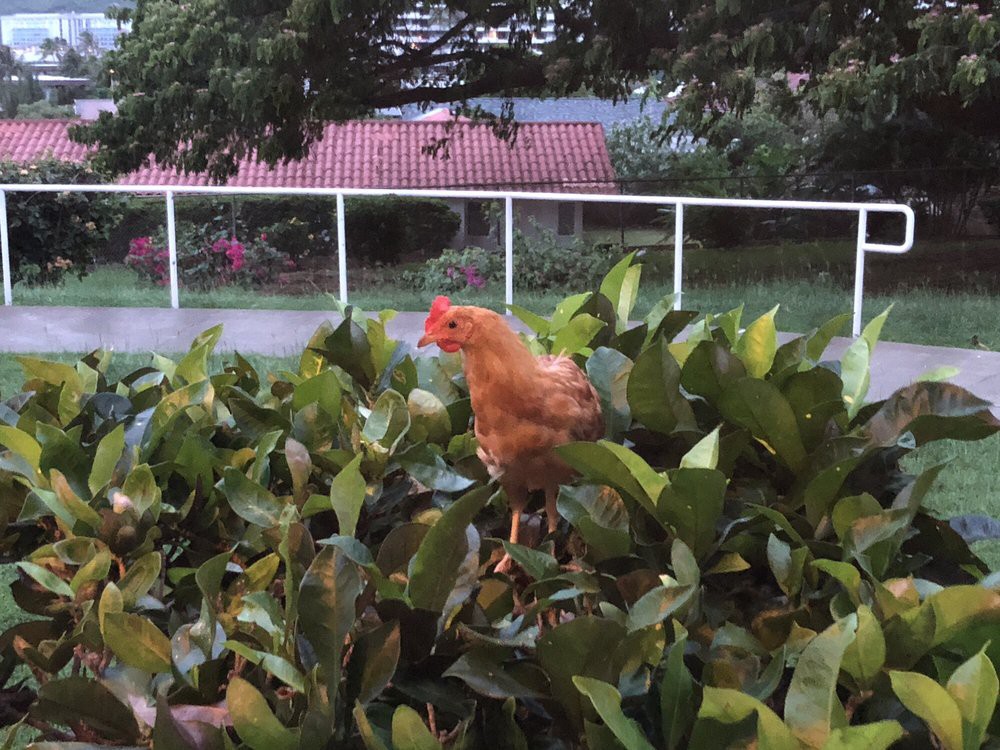 A chicken perched on a bush in a garden setting.