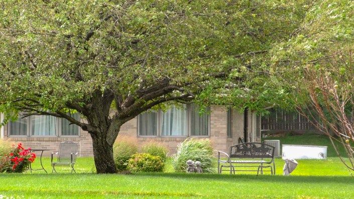 A tranquil yard scene with a large tree, a bench, and lush greenery in front of a house.