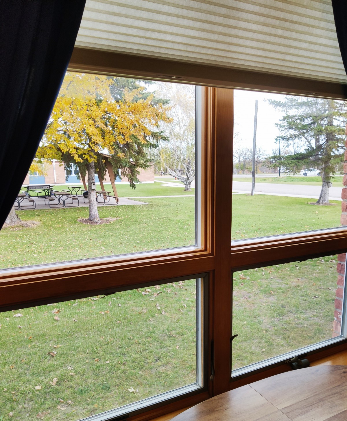 A view of grass and trees seen through a window on an autumn day.