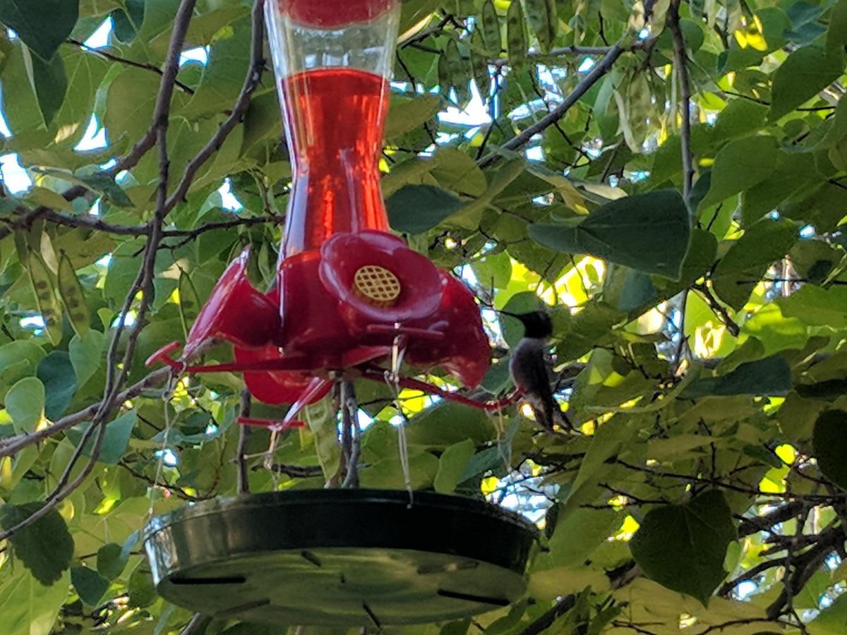 A hummingbird feeds from a red bird feeder amidst lush green foliage.