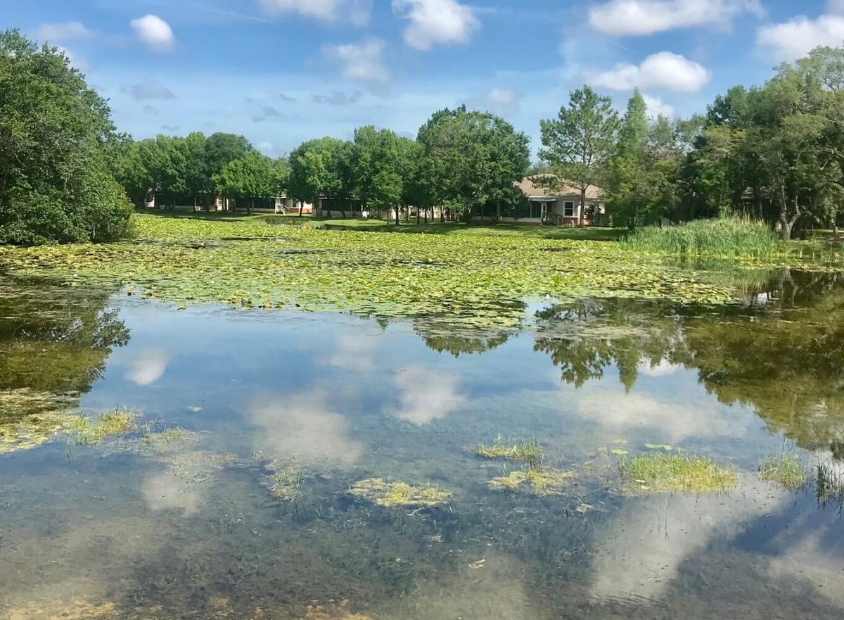 A serene pond reflects the surrounding trees and clouds, adorned with water lilies.