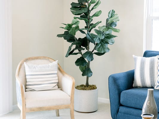A stylish living room featuring a fiddle leaf fig tree in a white pot, flanked by a wooden armchair and a blue sofa.