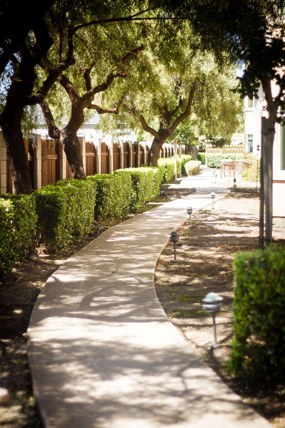 A sunlit garden pathway lined with hedges and trees.