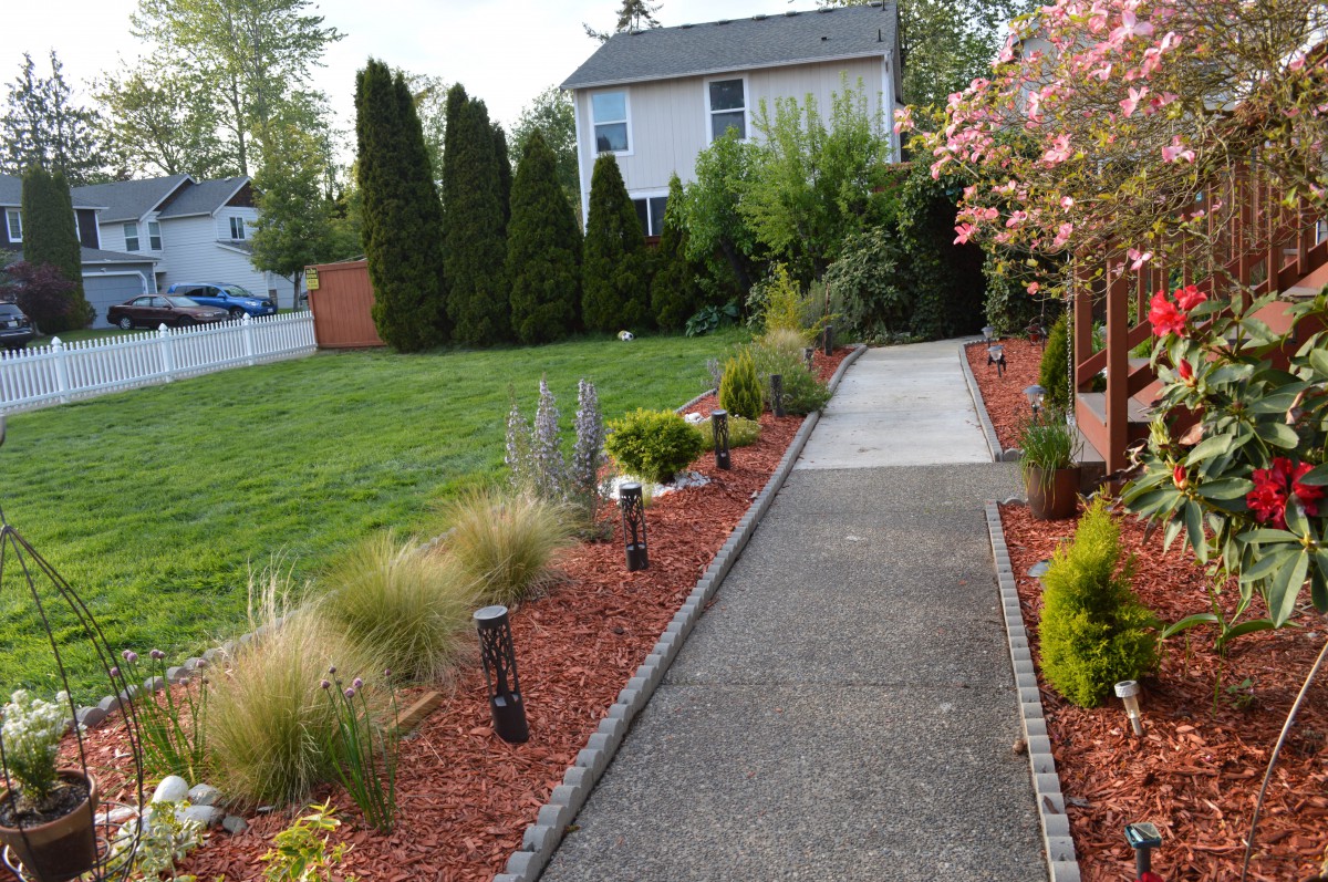 A well-manicured garden pathway lined with shrubs and a flowering tree.