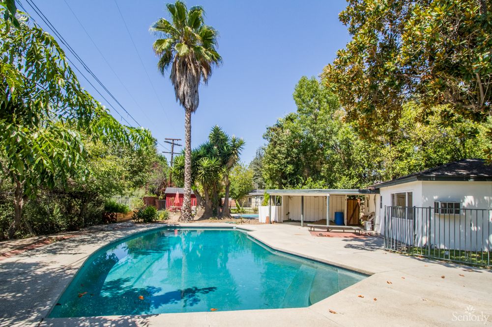 A sunny backyard with a swimming pool surrounded by trees and a tall palm tree.