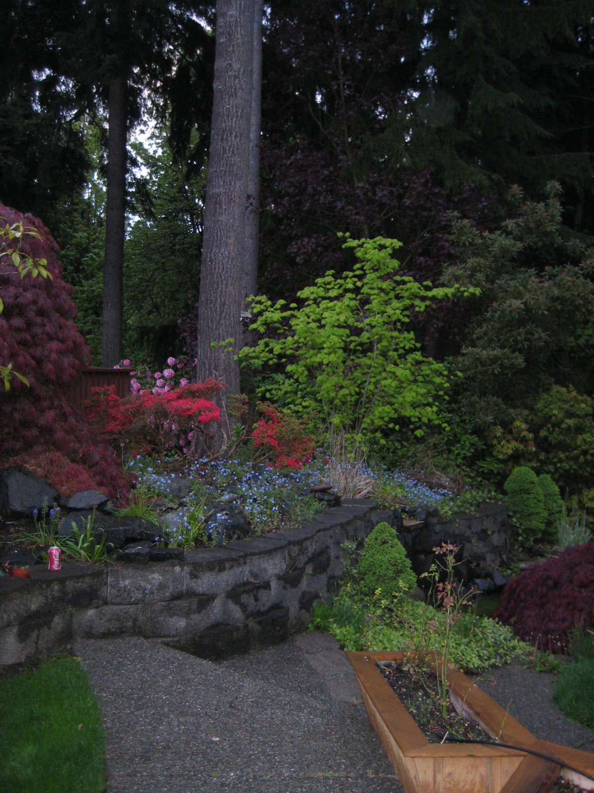 A tranquil garden scene featuring diverse foliage and towering trees.