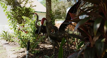Bird sculptures nestled among greenery in a garden setting.