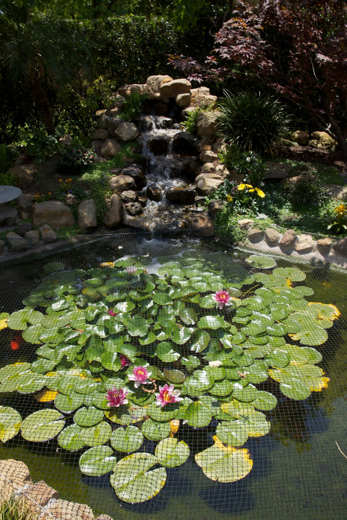 A serene garden pond with a small waterfall and blooming water lilies.