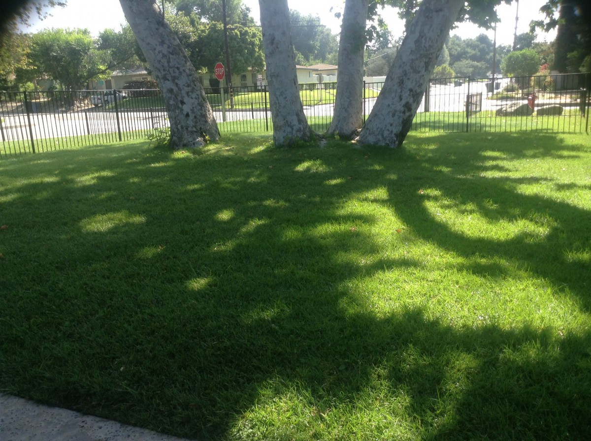 Sunlit grass area with tree shadows on a clear day.