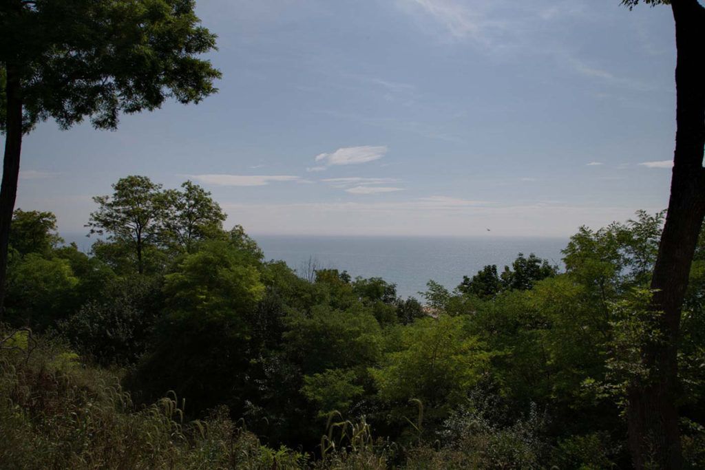 A scenic view of the sea beyond a lush, green forest under a clear sky.
