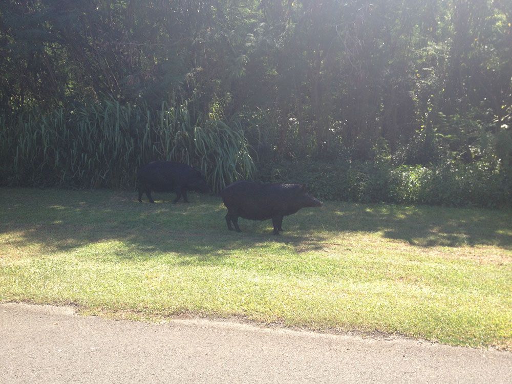 Two bears walking along the grass by the roadside.