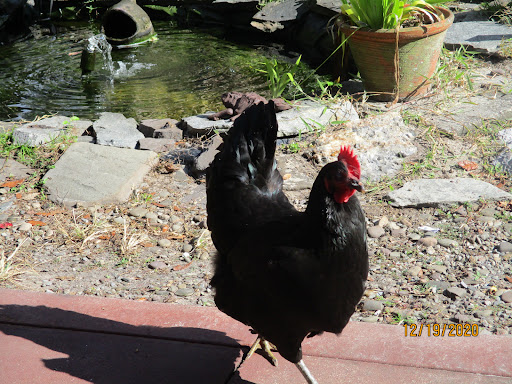 A black chicken roaming in a sunny garden near a pond.