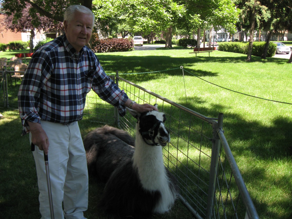 A man pets a llama in a fenced area at a park.