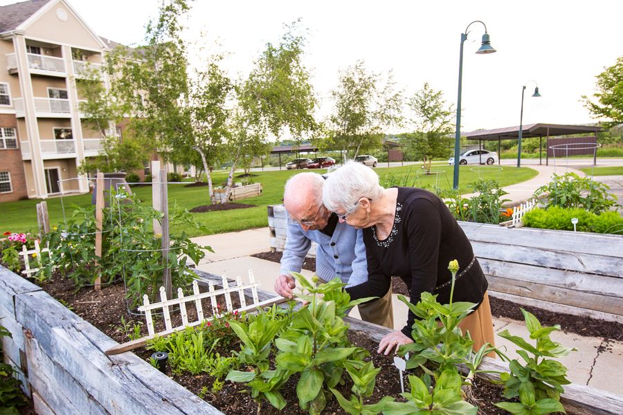 An elderly couple tending to a community garden together on a sunny day.