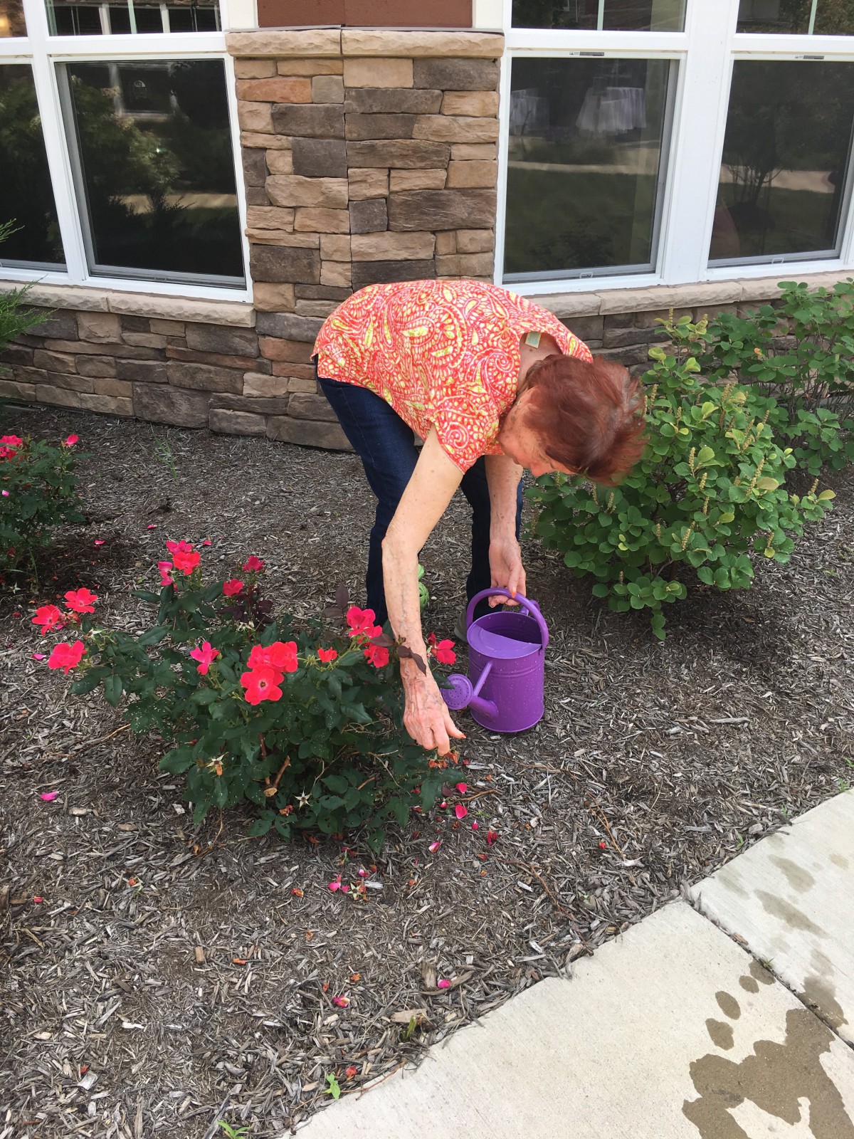 A woman waters red flowers in a garden outside a building.