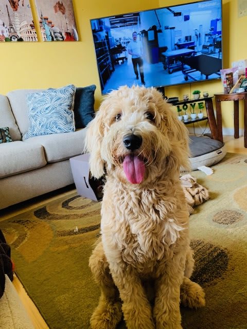 A fluffy dog sitting happily in a cozy living room.