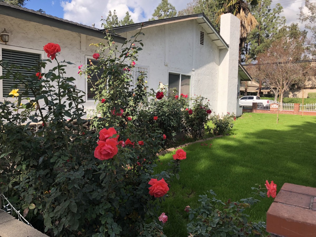 A charming house with a lush garden filled with blooming red roses.