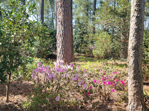 A picturesque scene of colorful flowers blooming amidst tall trees in a serene forest setting.