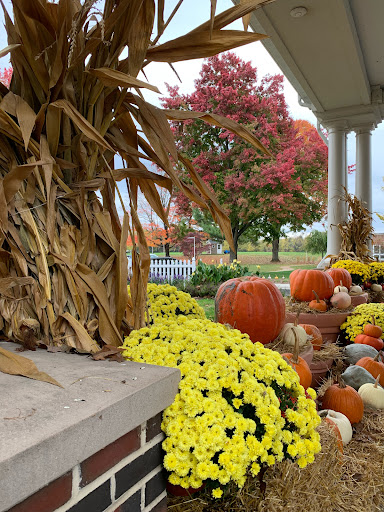 A beautiful autumn display featuring pumpkins and vibrant yellow mums, surrounded by the colorful foliage of a nearby tree.