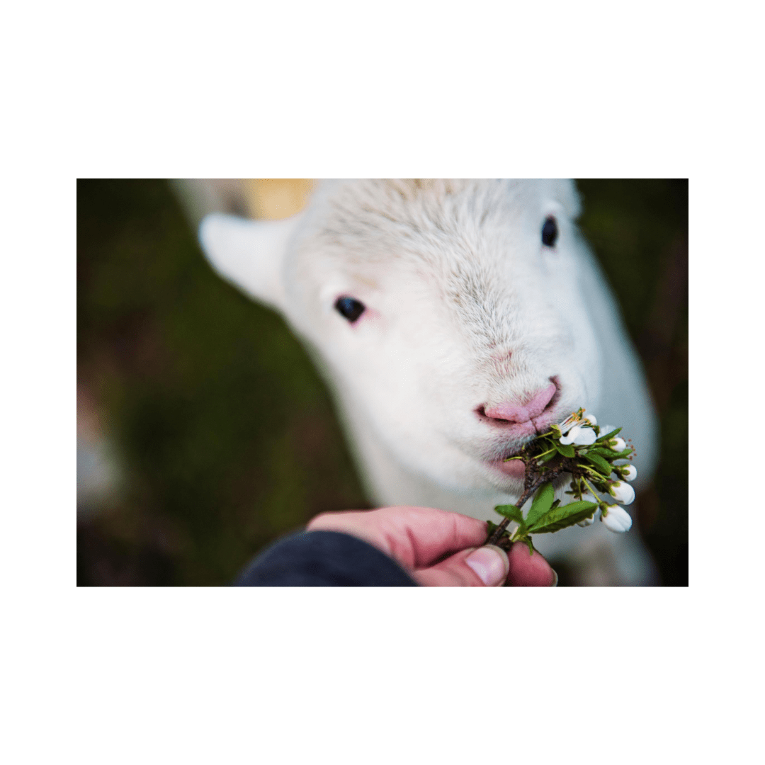 A baby goat being fed flowers by hand.