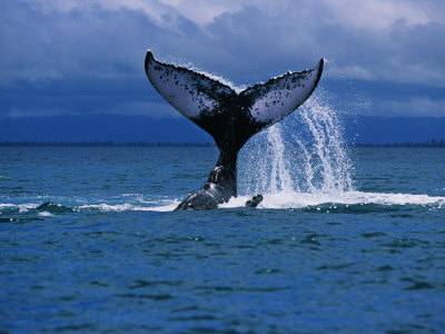 A majestic whale displaying its tail in the ocean.