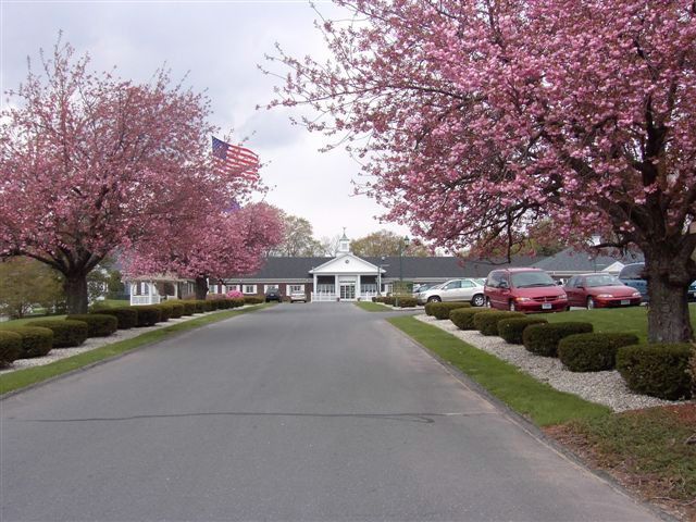 A scenic road lined with blossoming cherry trees, flanked by cars and buildings.