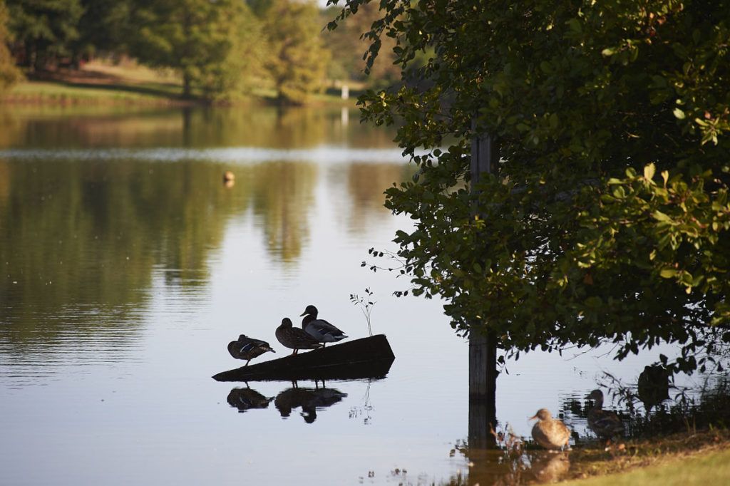Ducks rest on a calm lake, surrounded by trees and reflected in the tranquil water.