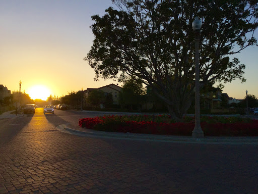 A tranquil sunset over a scenic road, framed by lush trees and vibrant flowers.