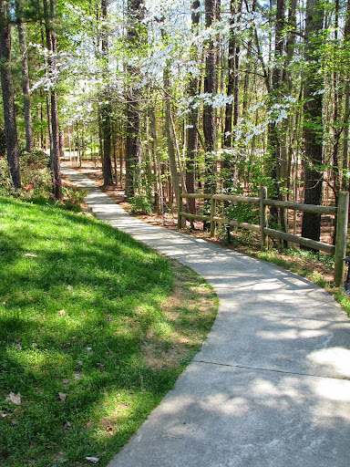A winding concrete pathway through a lush, green forest, inviting exploration.