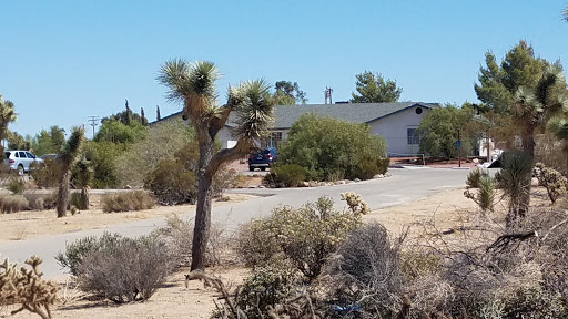 A tranquil desert scene featuring a Joshua Tree and a house in the background.