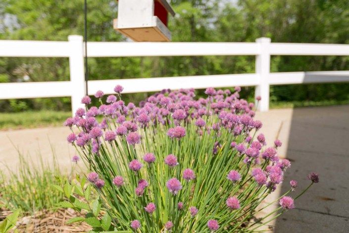 A lush garden with vibrant pink flowers blooming near a white fence.