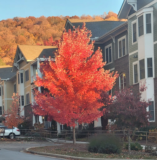 A vibrant red tree stands out against the backdrop of charming homes, showcasing the beauty of autumn.