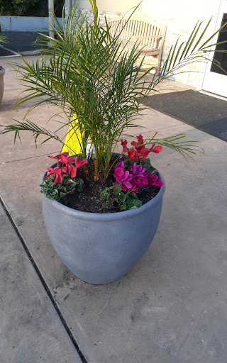 A vibrant planter featuring a palm and colorful flowers, enhancing the outdoor space.