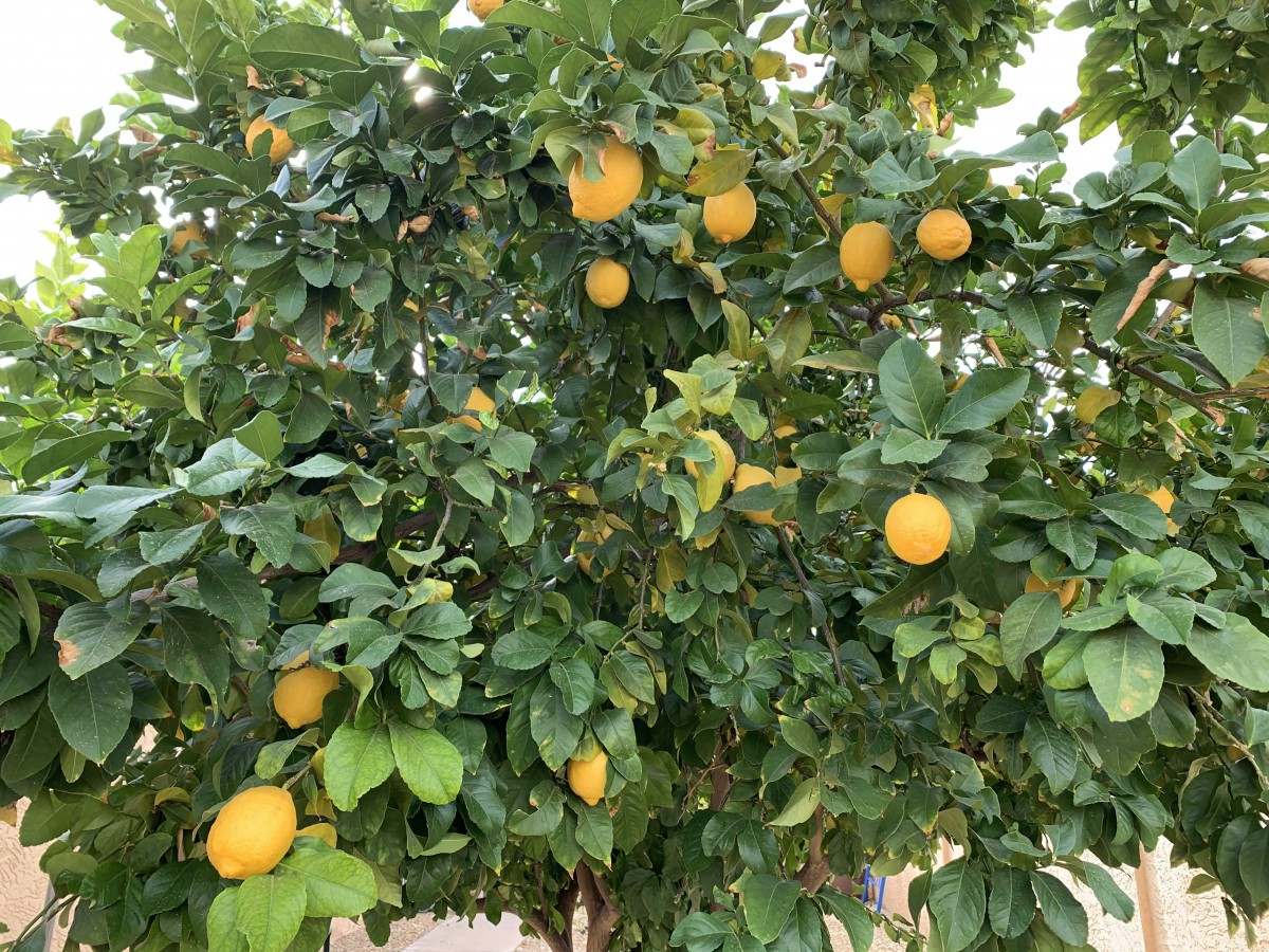 A healthy lemon tree laden with ripe lemons in a garden.