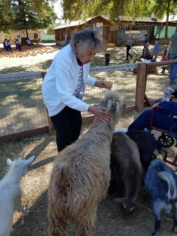 An elderly person interacts with various farm animals, including an alpaca and goats, in an outdoor setting.