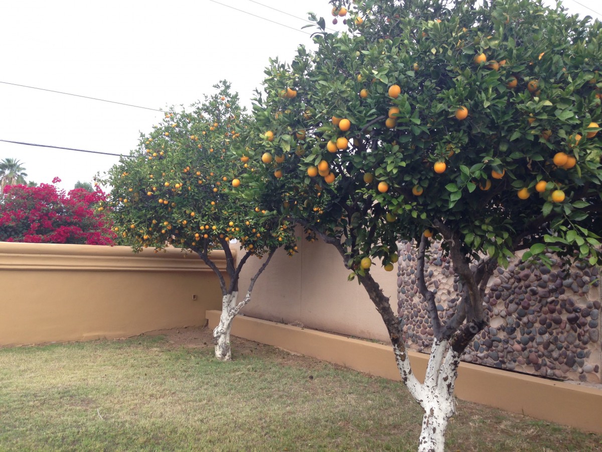 Orange trees in a garden with ripe fruit.