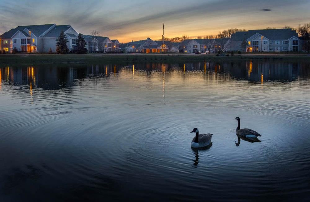Two geese glide across a serene lake at sunset, with houses reflecting in the calm water.