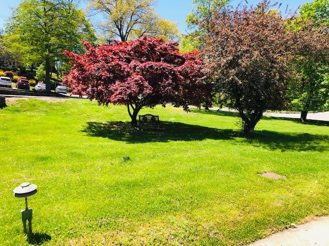 A scenic view of a lush green lawn with vibrant trees under a clear blue sky.