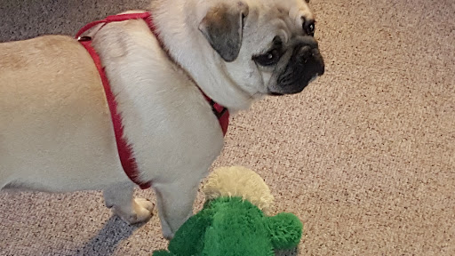 A cute pug stands beside its favorite green toy, ready for playtime.