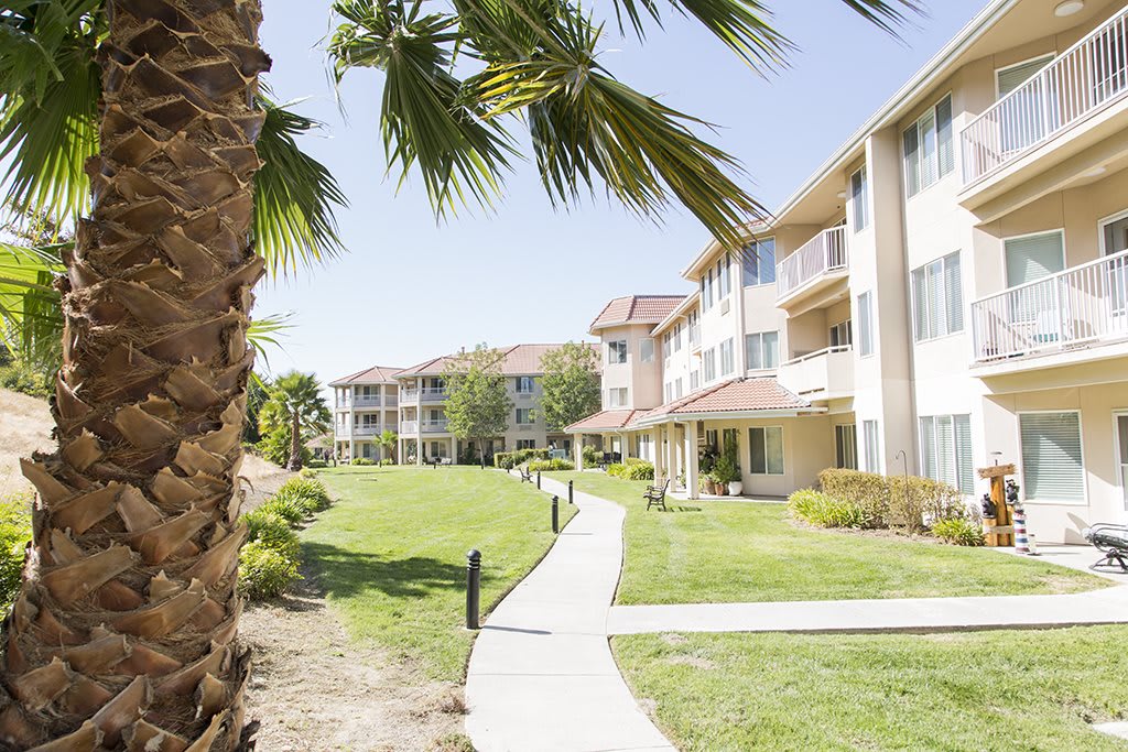 A sunny day view of an apartment complex with palm trees and a landscaped pathway.