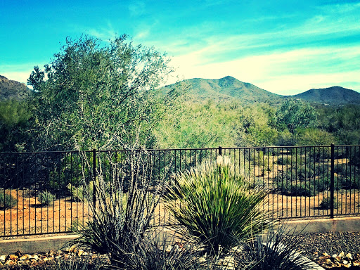 A serene view of mountains and desert vegetation under a clear blue sky.