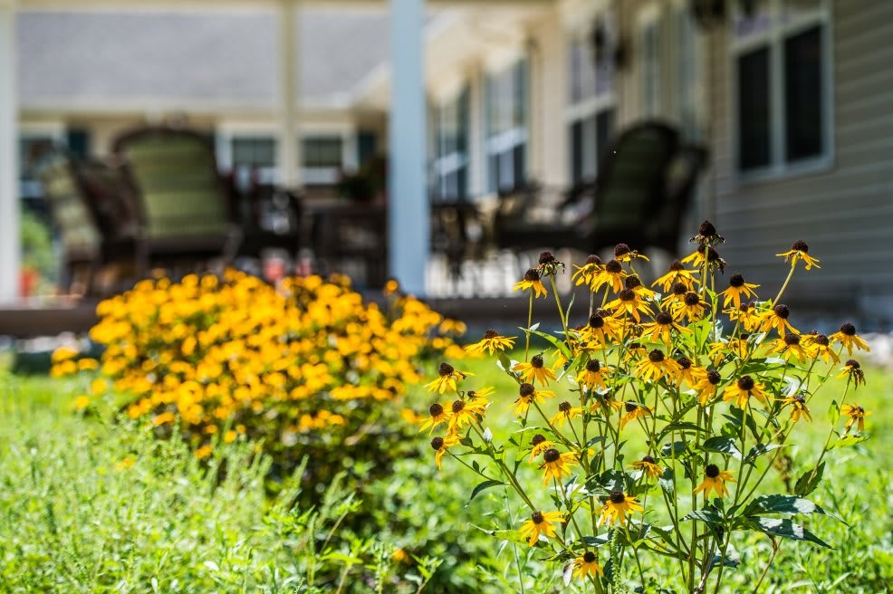A vibrant garden with yellow flowers in front of a cozy porch.