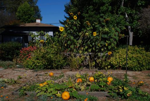 A garden with pumpkins and sunflowers thriving under a clear blue sky.