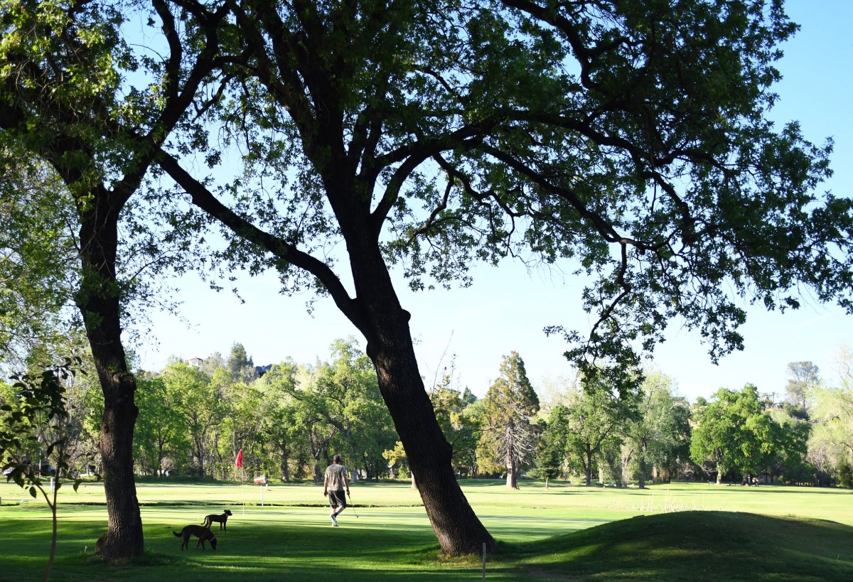 A serene park landscape with lush trees and a person walking in the distance.
