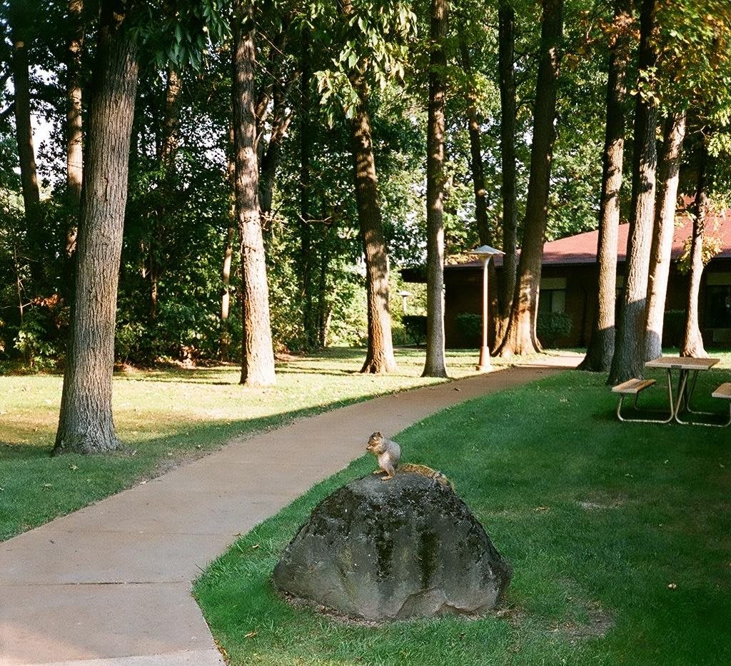 A peaceful outdoor scene with a pathway leading through a forested area towards a house.