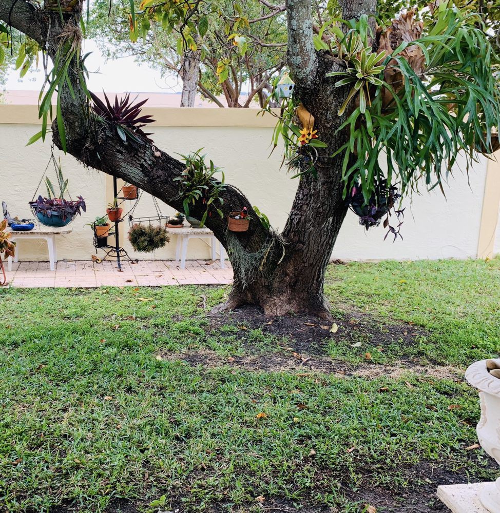 A lush garden with a large tree and surrounding greenery.
