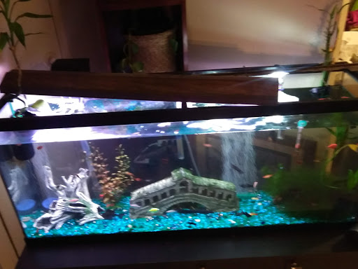 A vibrant aquarium featuring various fish, colorful gravel, and decorative elements.